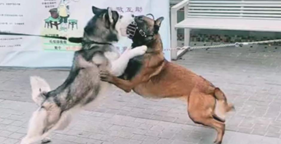 比特犬把哈士奇摁在街边暴揍,警员用电击棍都不起作用,摄像镜头纪录整个过程 比特犬把哈士奇摁在街边暴揍,警员用电击棍都不起作用,摄像镜头纪录整个过程