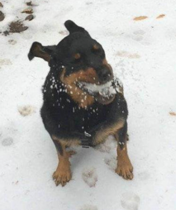 带狗去雪地训炼,刚朝狗扔了个雪球,就被它成功抓住 带狗去雪地训炼,刚朝狗扔了个雪球,就被它成功抓住