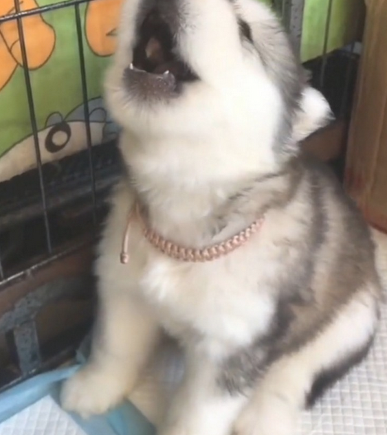 主人一吹哨子,阿拉斯加犬幼狗就会学狼叫 主人一吹哨子,阿拉斯加犬幼狗就会学狼叫