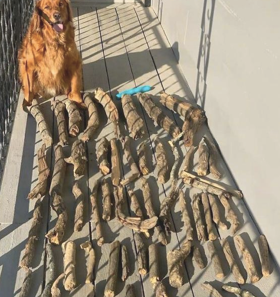 金毛狗狗喜爱捡木头回家了,还春风得意的向主人显摆:我才算是真实的“柴”犬 金毛狗狗喜爱捡木头回家了,还春风得意的向主人显摆:我才算是真实的“柴”犬