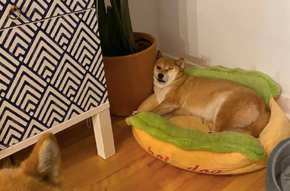 柴犬靠在花盆上入睡，脸部的肉都把双眼挤得眼睛睁不开了，还不肯动呢