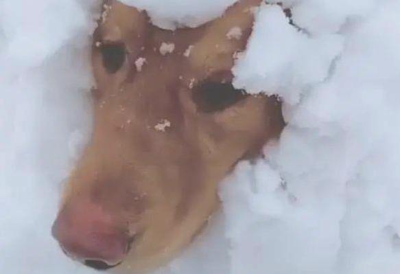 狗狗被埋在雪天里,淡定从容轻松,狗狗说:冷得鼻部红通通 狗狗被埋在雪天里,淡定从容轻松,狗狗说:冷得鼻部红通通