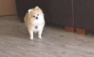 网友在家工作一周，狗子每日都满头疑问：你失业吗？网友强颜欢笑！！