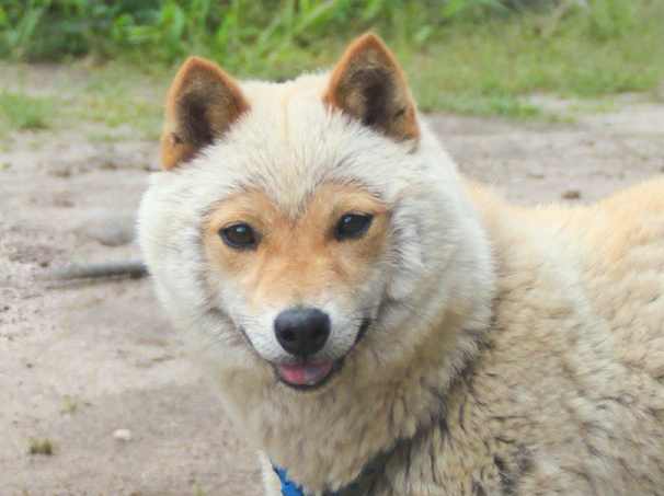 柴犬到换毛期,一时分不清楚它是羊或是小狐狸,我觉得更好像小猴子吧! 柴犬到换毛期,一时分不清楚它是羊或是小狐狸,我觉得更好像小猴子吧!
