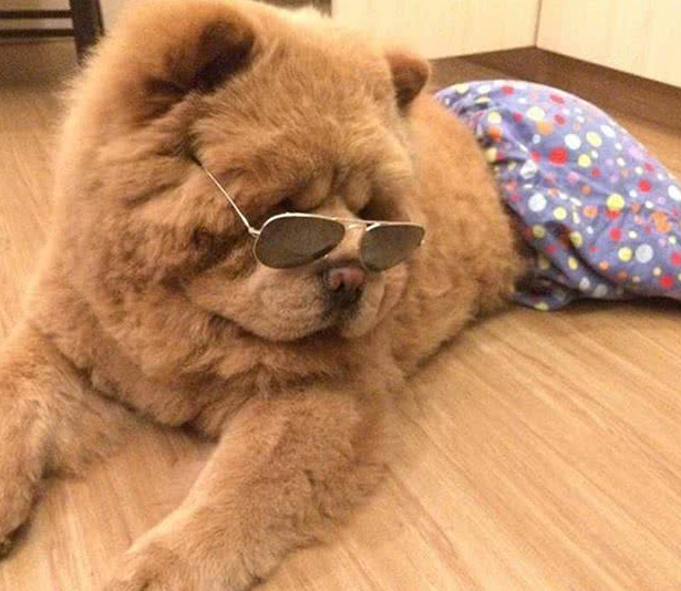 松狮犬:我不是被打得,我是困到眼睛肿!这像杜海涛还是李荣浩? 松狮犬:我不是被打得,我是困到眼睛肿!这像杜海涛还是李荣浩?