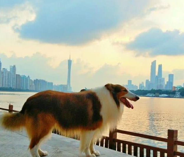 狗狗走丢了，能不能循着气味回家呢？
