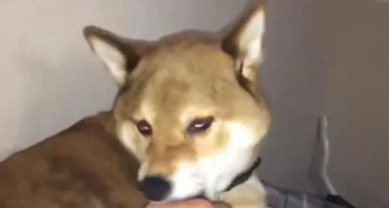 主人着手狗狗的毛，一撮然后一撮，秋田犬气急败坏！