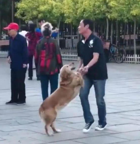 父亲一大早就牵着狗外出,主人觉得很异常,追踪后发觉父亲把金毛当做了舞伴 父亲一大早就牵着狗外出,主人觉得很异常,追踪后发觉父亲把金毛当做了舞伴