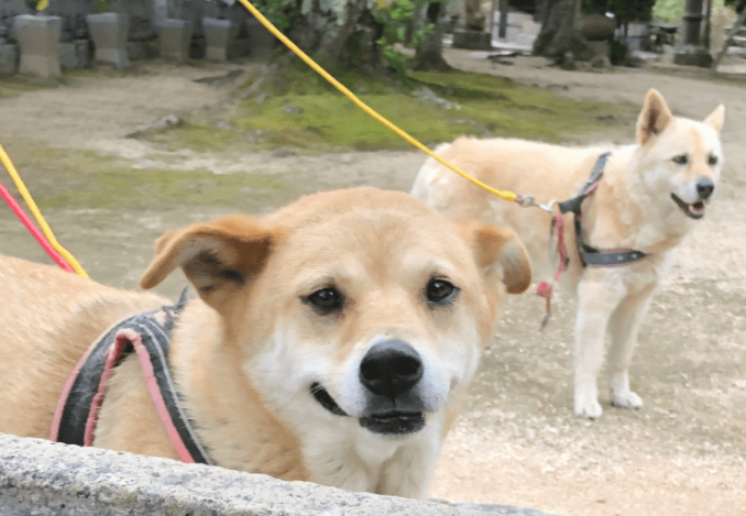 狗狗激情跑去和小姑娘亲密接触，可下一秒...卑劣汪！