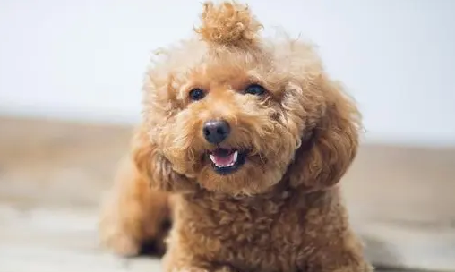 泰迪狗狗总是全身甩是怎么了