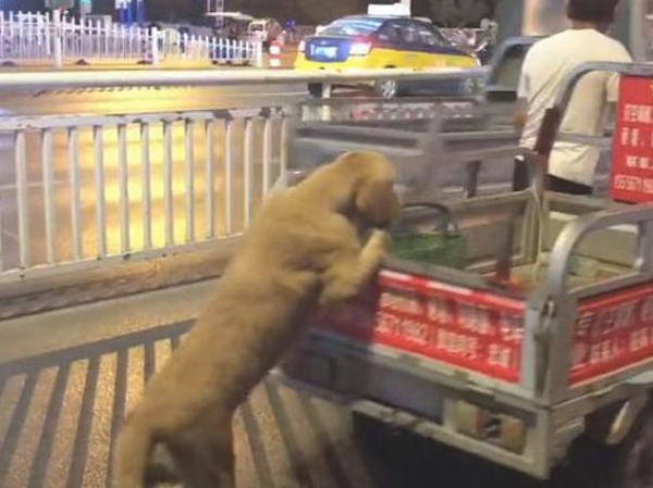 小摊点推着无电的电动三轮车,小狗在后面帮助推,好听话通人的本性呀 小摊点推着无电的电动三轮车,小狗在后面帮助推,好听话通人的本性呀
