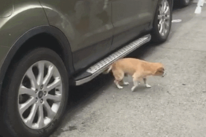 狗狗跑进底盘，本认为要挠痒痒，結果天马行空的伸出车！