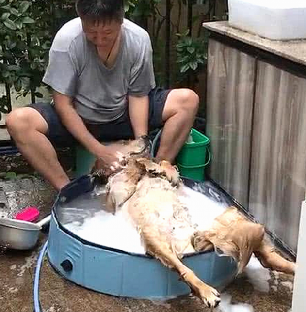 男人买了只金毛,却遭受父亲惨骂,大半年回家探亲访友,打开门一看愣住了 男人买了只金毛,却遭受父亲惨骂,大半年回家探亲访友,打开门一看愣住了