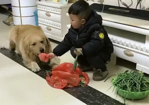 见小主人蹲下择菜，金毛立刻搬来啦小凳子，看家产家庭保姆一样不低