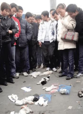 男子夜市卖猫被查当城管面暴力摔踩猫致死