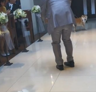 婚宴任何人都会等小狗登场,小狗用实际行动证实:这次婚宴我反对 婚宴任何人都会等小狗登场,小狗用实际行动证实:这次婚宴我反对