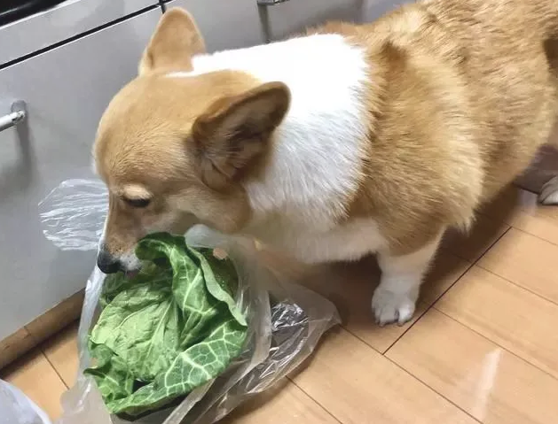 柯基深夜进餐厅厨房偷食,被主人捉到后外露的小表情会亮,网民:让它吃 柯基深夜进餐厅厨房偷食,被主人捉到后外露的小表情会亮,网民:让它吃