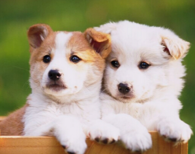爱犬半夜救回小主人引狗主人全家的感激