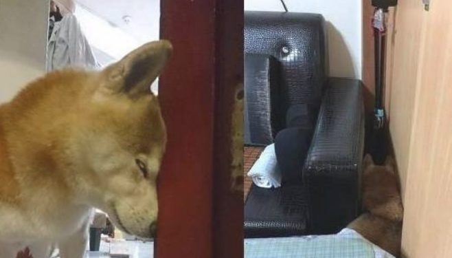 狗狗也会老年痴呆症？13岁柴犬发生老年痴呆状，让人可伶又可恨！