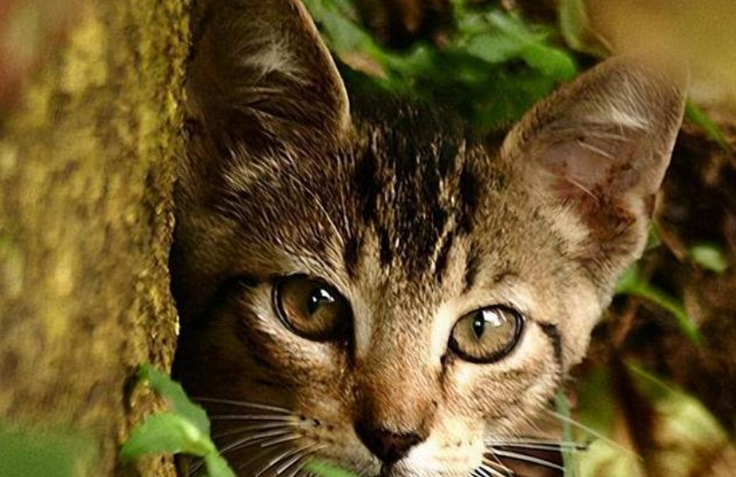 猫咪生命只有匆匆十几年 选择卡比猫粮让猫咪有生之年活得更健康 猫咪生命只有匆匆十几年 选择卡比猫粮让猫咪有生之年活得更健康