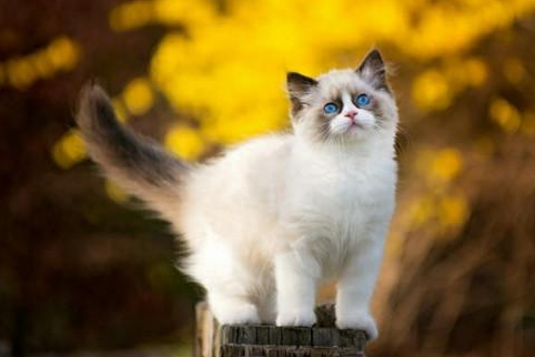 如何训练好小猫？这些技巧要掌握！