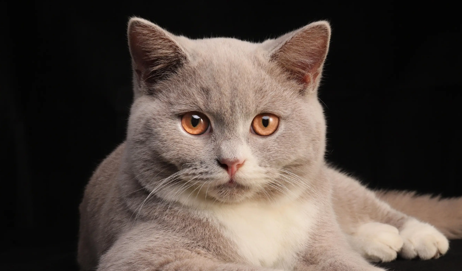 猫咪长猫癣的初期症状 猫咪长猫癣的初期症状