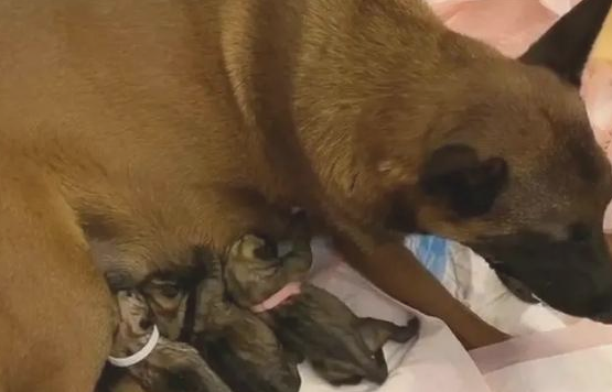 哈士奇婚娶马犬竟遭网友催更：快使我们看一下它俩子孙后代长啥样