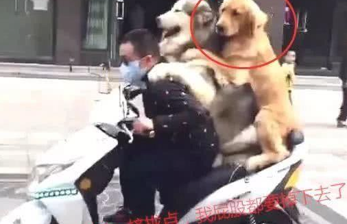 男子骑自行车带金毛和阿拉斯加外出,惹得过路人笑翻:家庭地位一目了然 男子骑自行车带金毛和阿拉斯加外出,惹得过路人笑翻:家庭地位一目了然