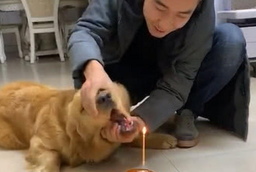 给金毛做生日，以便让金毛吹蜡烛，主人施展各种办法！