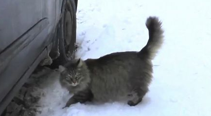 猫咪用身体温暖挽救了男婴的生命，获赞“英雄猫”