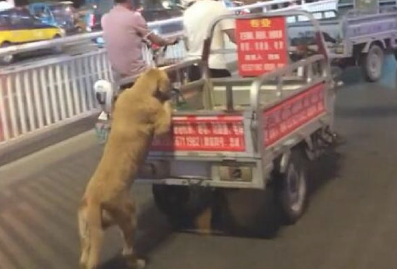 小摊点推着无电的电动三轮车,小狗在后面帮助推,好听话通人的本性呀