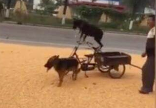 二只狗狗帮助晾晒苞米,主人在一边乐开花 二只狗狗帮助晾晒苞米,主人在一边乐开花