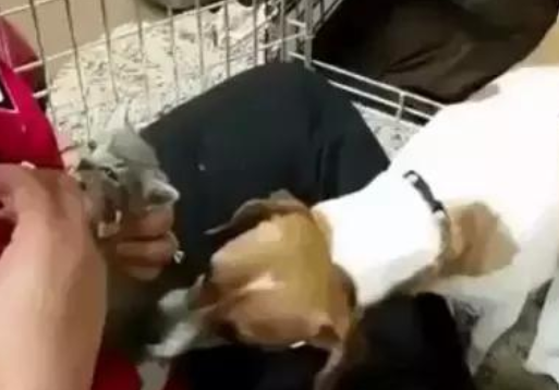 狗狗养了窝小奶猫，还不能给接种疫苗，就想要知道是不是你外边有猫了