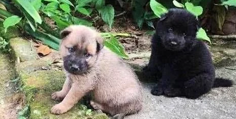田园犬犯错误被男子打过，早晨没看到狗狗，出去找寻，见到后落泪了