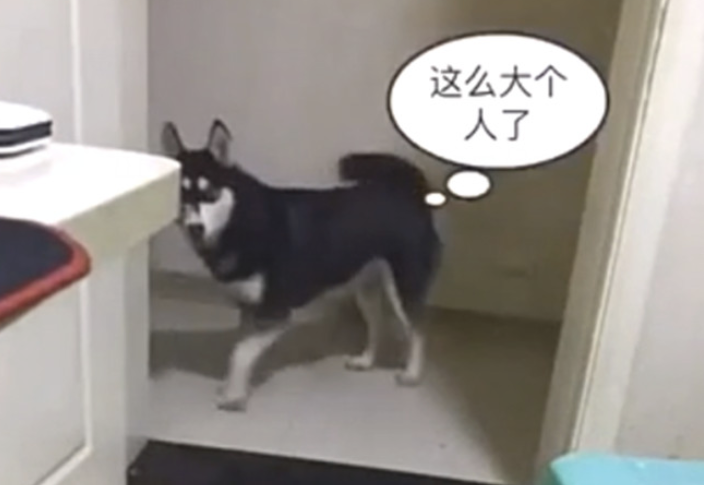 铲屎官迟迟不煮饭，哈士奇差点儿贴近奔溃