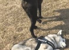 哈士奇遇到猛犬卡斯罗,立即倒下认怂的模样太萌了 哈士奇遇到猛犬卡斯罗,立即倒下认怂的模样太萌了