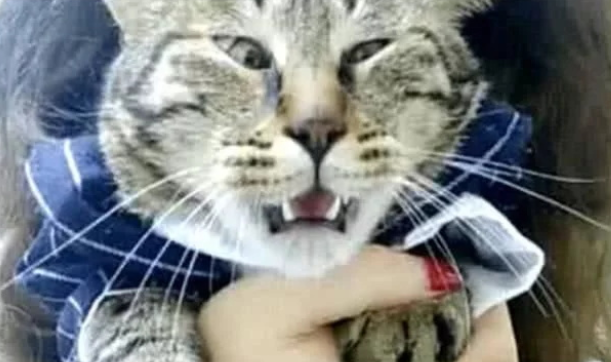 女主抱着猫咪看恐怖片，当鬼出来之后，猫咪的表情瞬间不淡定了