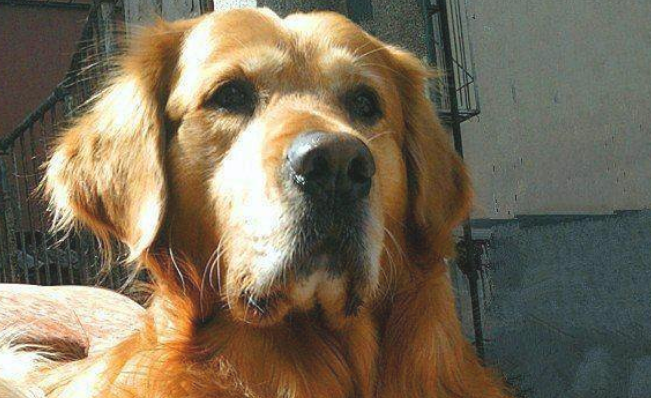 金毛究竟有多聪慧？装作协助人干家务，結果给主人叼回家钱