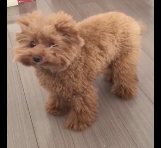 狗狗刚醒来毛发很乱,看上去就像个小疯子,搞笑又好玩儿,凌乱美? 狗狗刚醒来毛发很乱,看上去就像个小疯子,搞笑又好玩儿,凌乱美?