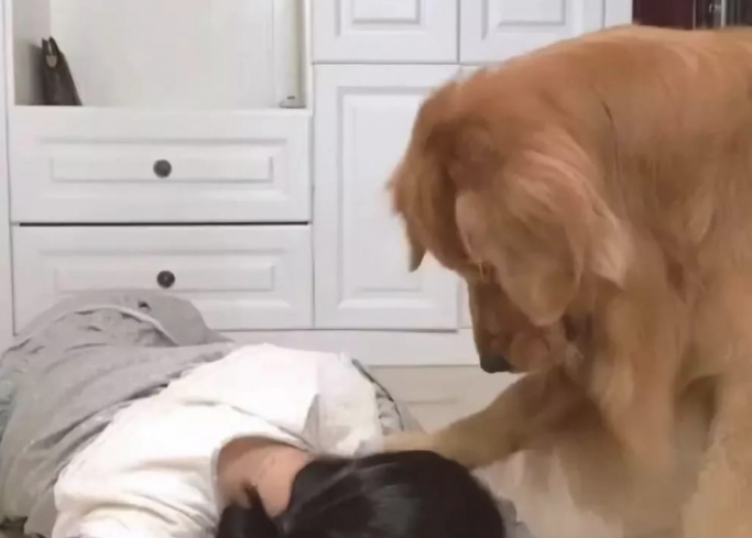 男女主人吃了鸡肉后装作中毒了,金毛的反映天壤之别,扎心了 男女主人吃了鸡肉后装作中毒了,金毛的反映天壤之别,扎心了