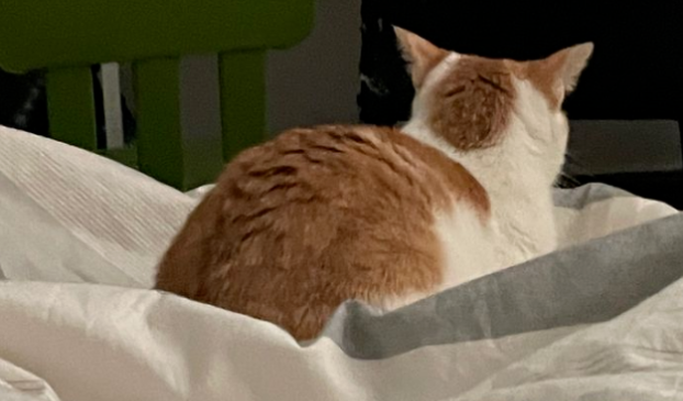 猫猫将自己最喜欢的东西送给主人，却被当成垃圾丢掉了…委屈地要哭了！