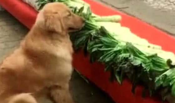 听话金毛帮主人卖蔬菜，总看不到顾客上门服务，急性子的人的小宝贝积极来拉客