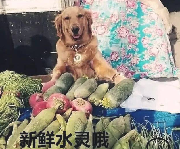 到小卖铺买酒，家中的金毛帮助看菜摊，回家一看笑翻了