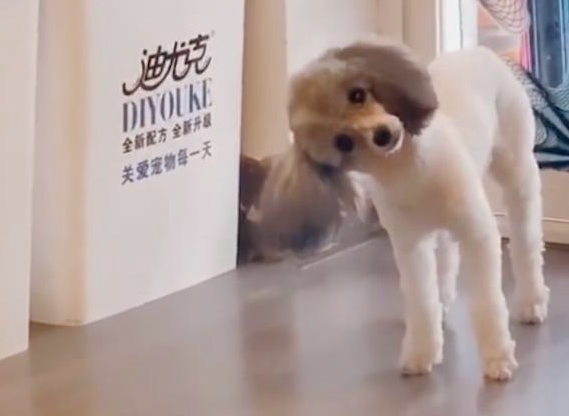 狗狗出现意外撞头以后就脖子歪了,医师:没有什么影晌,它仅仅在演戏! 狗狗出现意外撞头以后就脖子歪了,医师:没有什么影晌,它仅仅在演戏!