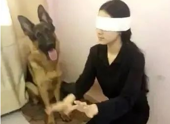 女主角蒙上眼睛装作看不见，狗狗立即咬起她袖子指引方向