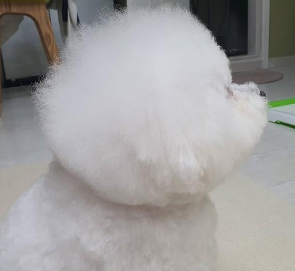 淋浴室出現雪人水冲都不溶化?见到浴室镜子里的实情我笑了,狗狗萌炸掉 淋浴室出現雪人水冲都不溶化?见到浴室镜子里的实情我笑了,狗狗萌炸掉