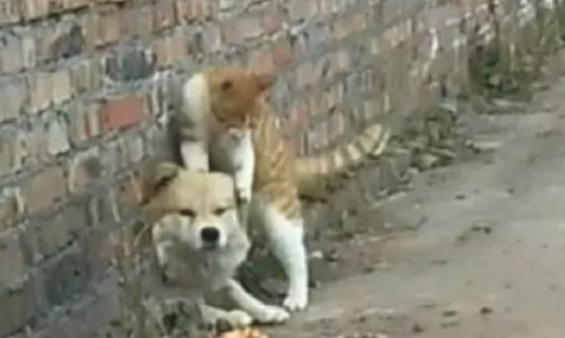 田园犬卡在墙孔被老对头胖橘猫发觉，借机刁难还撒了泡尿