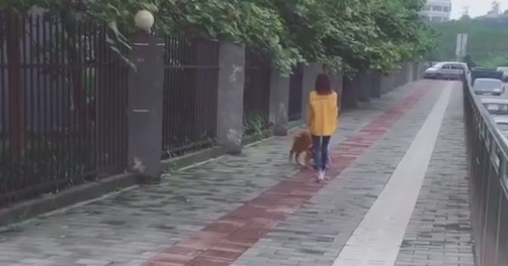 这只金毛实在太有个性了，便是不愿被主人家牵着回家了！