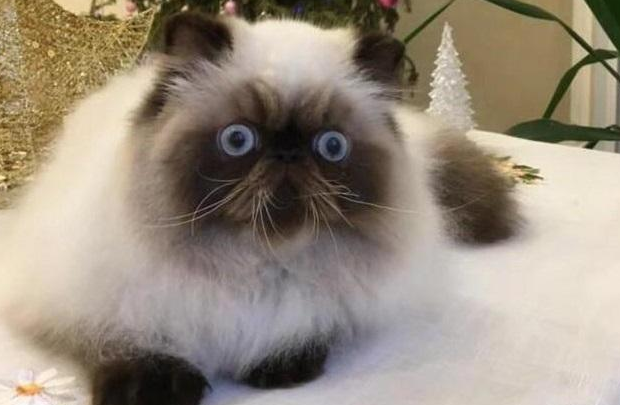 怎样给喜马拉雅猫洗澡?方法很简单! 怎样给喜马拉雅猫洗澡?方法很简单!