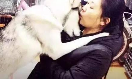 女孩将哈士奇从狗肉馆解救出来,得到再生的二哈,学会了心怀感恩 女孩将哈士奇从狗肉馆解救出来,得到再生的二哈,学会了心怀感恩